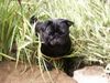 Mops Foto: Shiva auf der Pirsch (ID 16040) Mops Hund