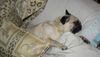 Mops Foto: BABA TRÄUMT SCHON VON ELVIS! (ID 21472) Mops Hund