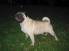 Mops Foto: mhm bioapfel! (ID 15331) Mops Hund