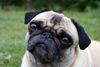 Mops Foto: Möpsin Emmi (ID 22262) Mops Hund