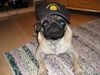 Mops Foto: Polizeihund (ID 23116) Mops Hund