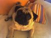 Mops Hund