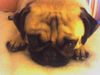 Mops Hund