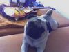 Mops Hund