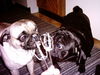 Mops Hund