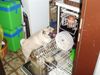 Mops Foto: Das schmeckt gut! (ID 36109) Mops Hund