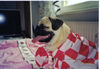 Mops Foto: Medo (ID 26796) Mops Hund