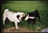 Mops Foto: Wer wird hier der Sieger sein? (ID 7479) Mops Hund
