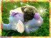 Mops Hund