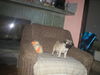 Mops Foto: Mexx (ID 26996) Mops Hund