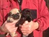 Mops Foto: Vor 5 Wochen wurdwn die beiden geboren (ID 18305) Mops Hund