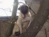 Mops Foto: Und wer meint jetzt noch wir Möpse sind unsportlich?? (ID 11325) Mops Hund