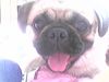 Mops Foto: lipi medo (ID 26935) Mops Hund