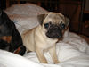 Mops Foto: Ana (ID 33393) Mops Hund