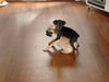 Mops Foto: Ana (ID 33392) Mops Hund