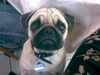 Mops Foto: MOLLY (ID 33548) Mops Hund
