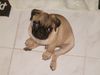 Mops Foto: Stupsy (ID 16139) Mops Hund