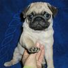 Mops Foto: Lola mit 6 Wochen (ID 18212) Mops Hund