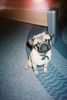 Mops Foto: Mein Süßer (ID 7252) Mops Hund