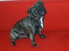 Mops Hund