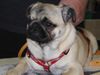 Mops Foto: wat is (ID 15332) Mops Hund