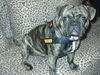 Mops Foto: pepe alias macho (ID 33963) Mops Hund