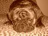 Mops Foto: nicht schon wieder ein foto:-) (ID 35046) Mops Hund