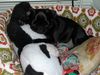 Mops Foto: Greta ist müde (ID 7851) Mops Hund