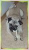 Mops Foto: SPOM - der Mops (ID 20139) Mops Hund