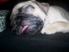 Mops Foto: Lunas erster und leider einziger Schlaf MIT Zungenpräsenz... herrlich war das :-) (ID 36339) Mops Hund