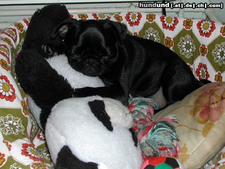 Mops Hunde Foto 7851 Mops Greta ist müde