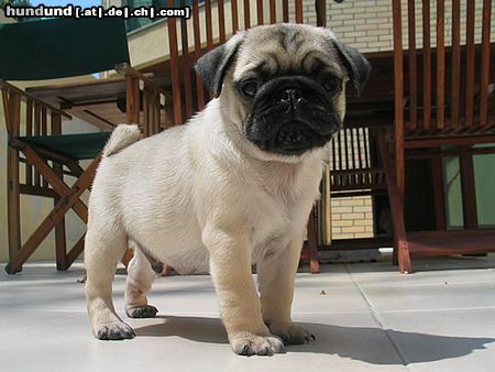 Mops Hunde Foto 23192 in höherer Auflösung ansehen Mops da schau !