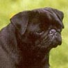 Mops, Pug