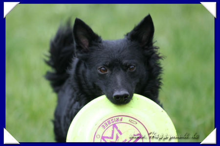 Mudi Mudi Moppel - Frisbeeverrückt