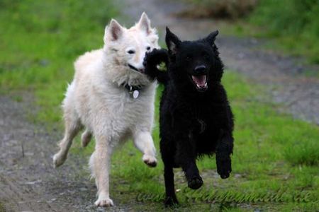 Mudi Hunde Foto 34362 in höherer Auflösung ansehen Mudi Mudi Moppel - das Allroundtalent