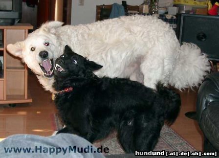 Mudi Hunde Foto 11113 Mudi Die besten Freunde - Moppel und Sarah