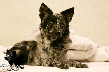 Mudi Hunde Foto 42671 in höherer Auflösung ansehen Mudi Hegyaljai-Pásztor Ada