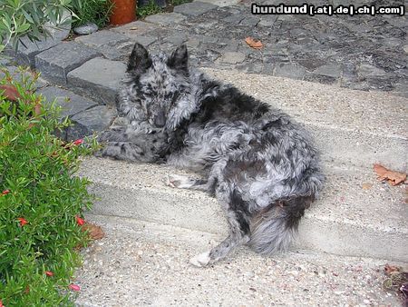 Mudi Kökény, cifra (blue merle) mudi bitch in Hungary