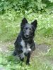 Mudi Foto: mudi-mix (ID 21355) Mudi Hund
