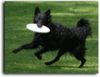 Mudi Foto: Mudi Moppel liebt Frisbee (ID 28584) Mudi Hund