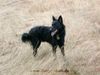 Mudi Foto: Mudi Moppel (Páskom-Pásztor Eleven) (ID 7365) Mudi Hund