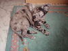 Mudi Foto: Mudi Welpe (ID 36923) Mudi Hund
