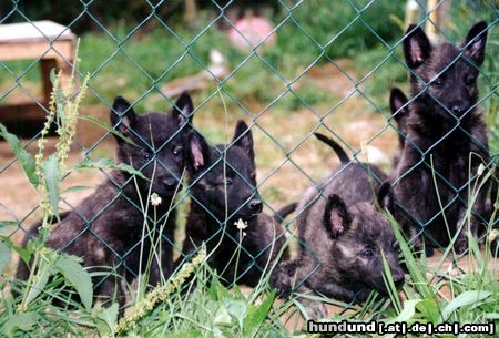 Hollandse Herdershond Hunde Foto 2846 Hollandse Herdershond