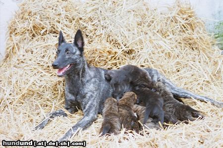 Hollandse Herdershond Hunde Foto 6783 Hollandse Herdershond K-Wurf of Mount Sterling