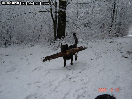 Hollandse Herdershond Hunde Foto 22790 Hollandse Herdershond mein starker 'Mann' :-)