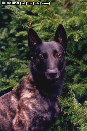 Hollandse Herdershond Hunde Foto 3112 Hollandse Herdershond Arendt Dutch Serenade of Love