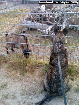 Hollandse Herdershond Willi