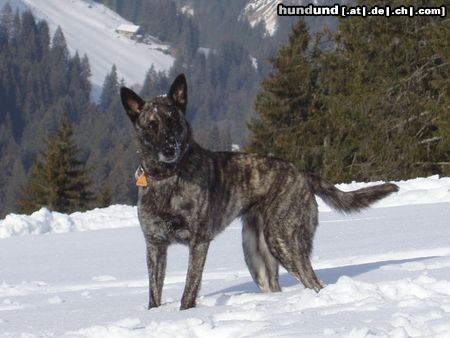 Hollandse Herdershond Hunde Foto 10338 Hollandse Herdershond Chinook v. d. Limmat