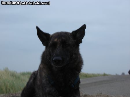 Hollandse Herdershond Hunde Foto 22810 in höherer Auflösung ansehen Hollandse Herdershond mein suesser loui