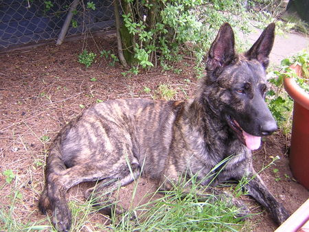 Hollandse Herdershond Hunde Foto 40818 Hollandse Herdershond